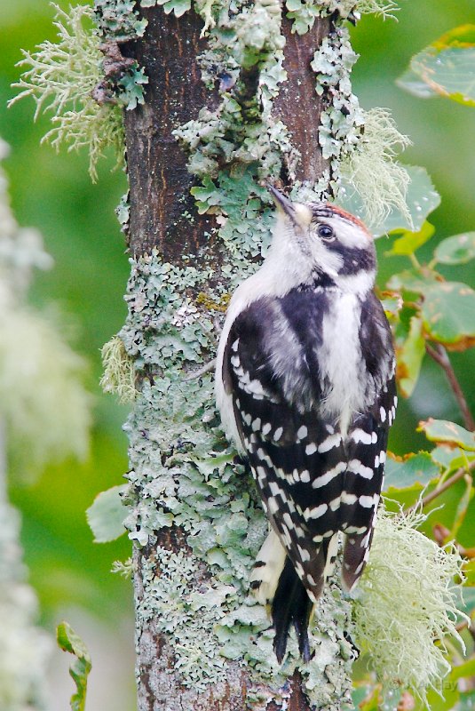  C1G6154 - Version 2 - Version 2